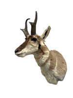 Antelope Taxidermy Wall Decoration 